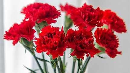 常見(jiàn)家用鮮花養(yǎng)護(hù)小要點(diǎn)