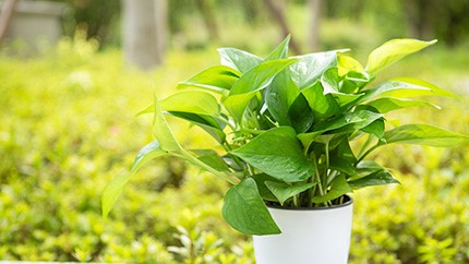 為什么綠蘿突然長(zhǎng)黃葉子？
