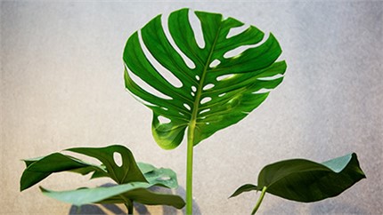 為什么在店里長(zhǎng)得好好的植物，買回家就命都沒(méi)了？