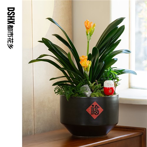 開(kāi)花君子蘭